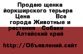 Продаю щенка йоркширского терьера  › Цена ­ 20 000 - Все города Животные и растения » Собаки   . Алтайский край